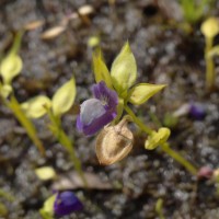 Utricularia polygaloides Edgew.